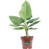 eGarden.store Pianta di Banano Nano Pianta di Musa Tropicana pianta ornamentale di Banano pianta da interno pianta da esterno pianta vera venduta da eGarden.store