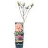 eGarden.store Pianta di Peonia Arborea Pianta di Paeonia Suffruticosa pianta da esterno pianta da fiore colori misti pianta ornamentale di Peonia Pianta vera venduta da eGarden.store (Jin Ge - Arancione v.12 cm)