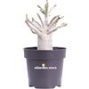 eGarden.store Pianta di Adenium Baobab Pianta di Falso Baobab Pianta di Rosa del Deserto pianta da interno pianta da eserno pianta oramentale da arredo pianta vera venduta da eGarden.store