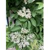 GRDplanten Sambucus nigra - Sambuco comune, sambuco europeo, sambuco nero 50-60 cm in vaso