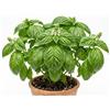 Generico Semi di Basilico Gigante Napoletano | Foglie Grandi Bollose e Profumate | Alta Germinazione | Ideale per Pesto e Cucina Italiana | Coltivazione in Vaso e Orto | Semi Professionali