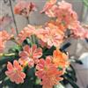 Generic Semi di rosasemi cinese, Lewisia cotyledon, vecchie varietà, recisi di lewisia, aiuola da giardino roccioso resistenti, 200pcs