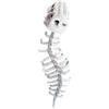 Generico Set Costume Scheletro Dinosauro Halloween 116/75cm Costumi Da Scheletro Dinosauro peluche Morbido Costume Scheletros Dinosauros Accessorio Fotografico per Adulti Bambini Feste Eventi