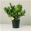 Plantì PRUNUS LAUROCERASUS (OTTO LUYKEN). Lauroceraso compatto, vaso da 19 cm. Piante vere per esterno con fogliame denso e lucido. 6 mesi di concimazione inclusi.