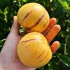 Generic semi di pera di melone pepino, melone pera, biologico, varietà antiche serre balcone giardino interna esterno interna 120pcs
