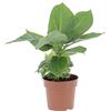 KENTIS - Musa Acuminata Dwarf Cavendish - Banano Pianta Vera - Altezza 30-40 cm e Vaso Ø 13 cm