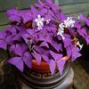 Generico 20 pezzi di Oxalis, trifogli viola, bassa manutenzione, adatti per la coltivazione in interni, esterni, giardini e vasi