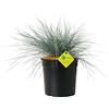 Plantì FESTUCA GLAUCA pianta vera da interno e pianta vera da esterno Elijah Blue, Festuca azzurra. Piante sempreverdi da vaso o piante vere da esterno versatili Diametro vaso 19 cm