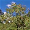 le Georgiche Vivai le Georgiche - Pianta vera di Sorbus aucuparia - altezza alla vendita 80-100 cm