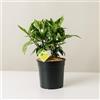 Plantì AUCUBA JAPONICA | Aucuba Giapponese Variegata - Pianta Sempreverde da Esterno in Vaso 19 cm | Piante Vere per Giardino e Terrazzo, Concimazione per 6 Mesi, Idea Regalo