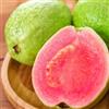 Generic guaiava Coltivazione di verdi, da appartamento albero di guava da balcone colonnari giardino resistenti in vaso appartamento per luoghi soleggiati 130semi