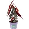 eGarden.store Pianta di Begonia maculata pianta da interno pianta da fiore pianta ornamentale pianta vera venduta da eGarden.store