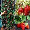 Generic 100 pezzi arrampicata semi di fragola Clim semi rossi della fragola con la salubre GUSTO * NON-OGM fragola Monte Everest * ALIMENTARI
