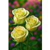 KMIODS Raro Rizoma Di Rosa, Resistenti Al Freddo E Alla Siccità, Facile Da Coltivare, Adatto A Primavera E Autunno-1 Rizoma-B