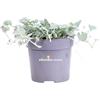 eGarden.store Pianta di Dichondra Argentea Silver Falls pianta tappezzante e ricadente da esterno pianta ornamentale vera di venduta da eGarden.store