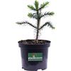 eGarden.store Pianta di Araucaria Araucana pianta da esterno pianta conifera pianta ornamentale di Araucaria Araucana alberello di Araucaria Araucana pianta vera venduta da eGarden.sotre