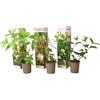 Plant in a Box - Ortensia hydrangea paniculata Mix x3 - Ortensia hydrangea Paniculata 'Pink Lady', 'Phantom', 'Silver Dollar' - Perfetta per il giardino! - Vaso 9cm - Altezza 25-35cm