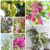 Generic Semi di Robinia, esotici Robinia pseudoacacia, semi di giardino verdi vecchie varietà sempreverdi 80pcs