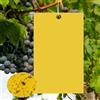 yotutun 50Pcs Trappola per Mosche, Trappole Appiccicose Biadesivo 20 x 15cm Insetti Mosche Trappole per Insetti Volanti per Olivo, Afidi, MosceriniFungini, Leafminers e Mosche Bianche