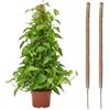 Wigearss 2 Pezzi Bastone di Muschio, Palo Cocco Piante Sostegno Piante Supporti, Pieghevoli Fibra di Cocco, Tutore Muschiato per Monstera Rampicanti, 100cm