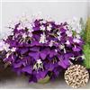 QEBIDVL 20 pezzi di Oxalis, trifoglio viola, non OGM, di facile manutenzione, adatte per interni, esterni e giardini
