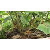 Generic 10 Seeds Lulo - Solanum Quitoense - Naranjilla:packing seeds only