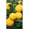 Generico Pianta di Limone Femminello Carrubaro in Fitocella - Agrume Produttivo