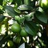 Generico Vivaio Garden Forest Pianta di Lime - Limetta di Tahiti in vaso Ø20 cm - Frutti Profumati e Aromatici, Citrus × latifolia - Ideale Terrazzo e Giardino