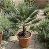 Bloomique - Chamaerops Humilis Vulcano - Palma nana - Piante da giardino - Resistenti - Altezza 50-70 cm - Vaso 24 cm