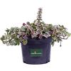 eGarden.store Pianta di Bugola Pianta di Ajuga Reptans Pianta di Erba di San Lorenzo pianta da esterno pianta tappezzante pianta ornamentale pianta vera venduta da eGarden.store (Ajuga Reptans Burgundy Glow)