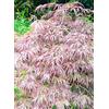 Generisch Acero a ventaglio rosso Acer palmatum Dissectum Garnet 80-90 cm