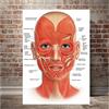 BYHGFDHJFZ Faccia Anatomia Muscolo Poster Dettagliato Medico Educativo Tela Pittura Wall Art Picture Stampa Doctor Office Decor-40x60cm Senza Cornice