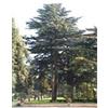 HERBOPLANET CEDRUS LIBANI 50ML - HERBOPLANET - 900113820