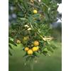 SORBUS DOMESTICA 50ML - - 900115573