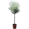 Sunny Tree Mediterranea - Albero di ulivo Olea Europaea, 160 cm, resistente al gelo fino a -18 °C, con tocco mediterraneo per giardino e terrazza