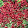 Generic di Giove Barba (Centranthus Ruber Coccineus) Rosso - 50 Mezza