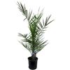 Generic Palma da dattero canarino - Phoenix Canariensis - Pianta d'appartamento - 80 cm - Ø 15 cm