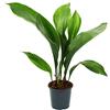 Exotenherz - Palma spaventosa - Aspidistra elatior - Pianta da camera - Vaso da 15 cm