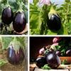 Generico Black Beauty Semi di Melanzana, Varietà Bellezza Nera, Confezione da 100 Semi, Frutti Grossi