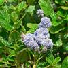 le Georgiche Vivai le Georgiche - Pianta vera di Ceanothus griseus var. horizontalis Yankee Point Lillà della California 'Yankee Point' - vaso Ø 15 cm - altezza alla vendita 20-30 cm