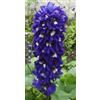 Generic Semi di Delphinium Blu scuro Bianco Ape Speronella Confezione da 100 semi