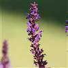 Bloomique - Set di 3 - Salvia nemorosa 'Blaukönigin' - Salvia - Fiori blu - Resistente al freddo - Altezza 10-20 cm - Vaso 9x9 cm
