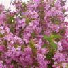 Generico Weigela Florida, 4 piante alte 30/40 cm, vaso 13