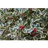 Generic 1 PIANTA DI ILEX AGRIFOGLIO AQUIFOLIUM ARGENTEA MARGINATA VASO 24CM sempreverde