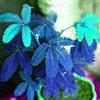 Generic Benoon Semi Di Mimosa Pudica, 1 Borsa Semi Di Mimosa Pudica Semi Naturali Ad Alto Tasso Di Germinazione Blu Blu Mimosa Pudica Semi Per Giardino Blu 50 pz