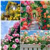 Generico Semi di rose misti 200, varietà resistenti al freddo selezionate per l'inverno! Abbastanza installato rapporto qualità-prezzo è molto alto, facile da vivere e diversificato, il balcone e il cortile