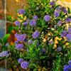 Generic Semi di Sackflower Ceanothus, Lilla californiano le sono resistenti Le da giardino roccioso sono resistenti semi di perenne balcone 10pcs