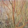 le Georgiche Vivai le Georgiche - Pianta vera di Salix purpurea - altezza alla vendita 80-100 cm