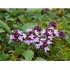 Generic Thymus Praecox-europea Timo-Mint Famiglia, Rose-20 Semi-Freschi: Graines
