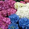 GardenersDream 3 x HORTENSIAS - Set di arbusti a foglie caduche, pianta perenne in vaso